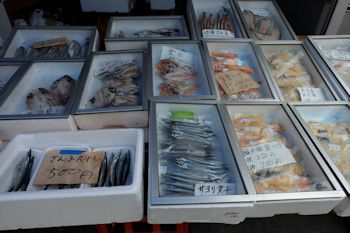 勝浦朝市の魚